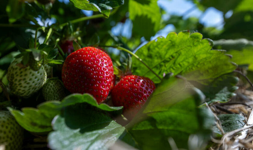 La météo extrême pèse sur la récolte des pommes, du raisin et des fraises européennes