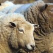 Fièvre catarrhale ovine : cette maladie qui attaque les moutons explose en France, les éleveurs alertent les autorités