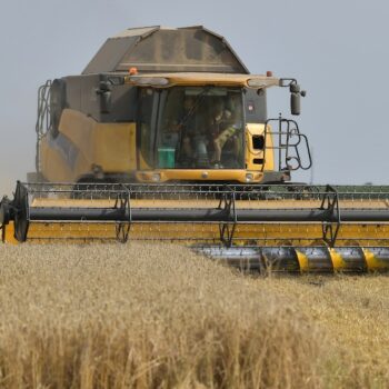 Trop de pluie et pas assez de soleil: le volume de blé produit en France pourrait être le plus faible depuis près de 40 ans