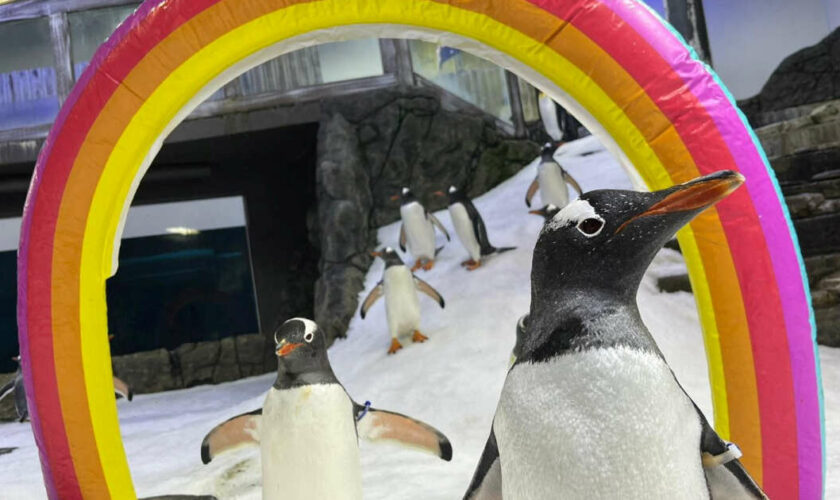 Magic, le manchot homosexuel du zoo de Sydney, pleure Sphen, sa moitié