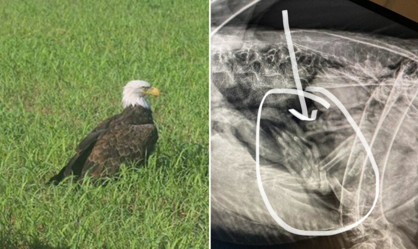 Bald eagle believed to be injured in Missouri was just ‘too fat to fly,’ wildlife officials say