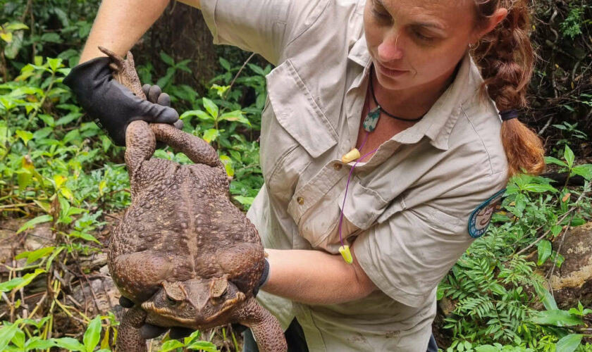 Comment des chercheurs ont dégoûté des crocodiles de manger du crapaud-buffle