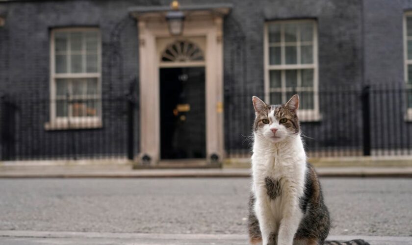 Downing Street officials prepare plan for announcing death of Larry the cat