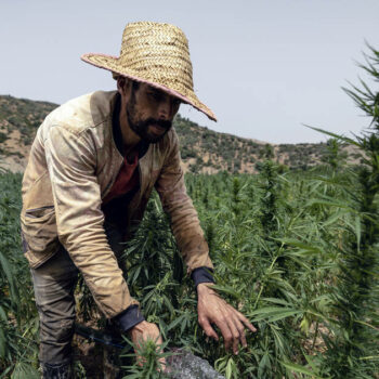 Maroc : près de 5 000 cultivateurs de cannabis graciés par Mohammed VI