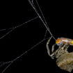 Certaines araignées pirateraient les signaux lumineux des lucioles pour les piéger