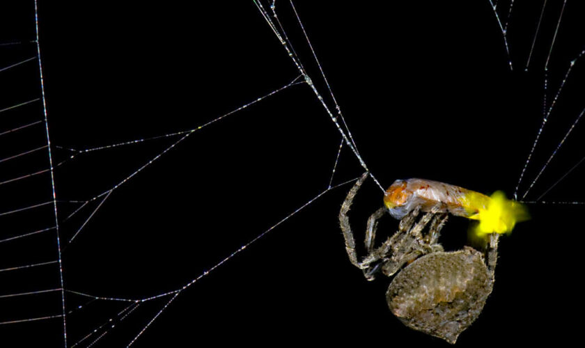 Certaines araignées pirateraient les signaux lumineux des lucioles pour les piéger