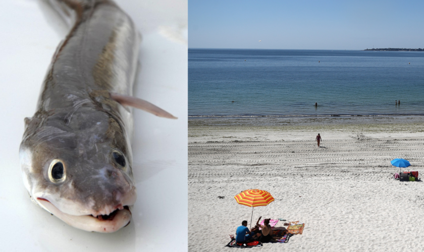 Des anguilles de mer s’échouent par dizaines sur les plages du Finistère, sans explication