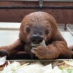 Zoo Krefeld: Ältestes Zoofaultier der Welt mit 54 Jahren gestorben