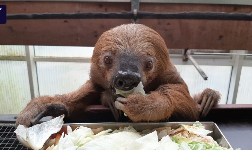 Zoo Krefeld: Ältestes Zoofaultier der Welt mit 54 Jahren gestorben