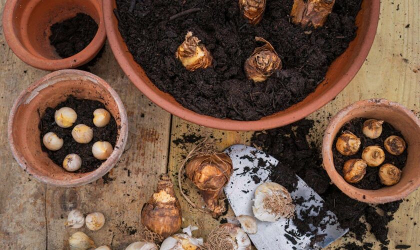 How to create a spring bulb ‘lasagne’