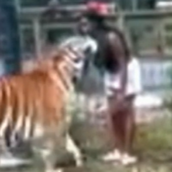 Woman charged after 'climbing zoo fence and reaching into tiger's cage'