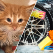 Kitten rescued from car wash and named ‘Turbo Rinse’ is looking for a home