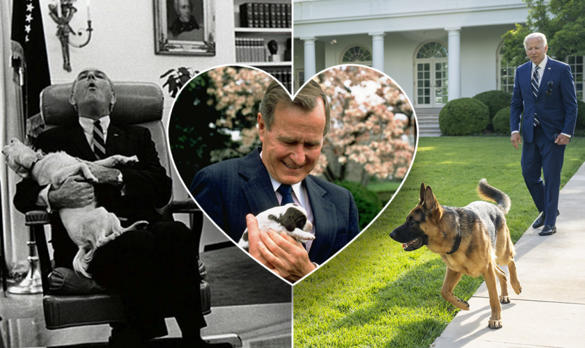 Dogs in the White House: JD Vance's German shepherd could continue beloved trend