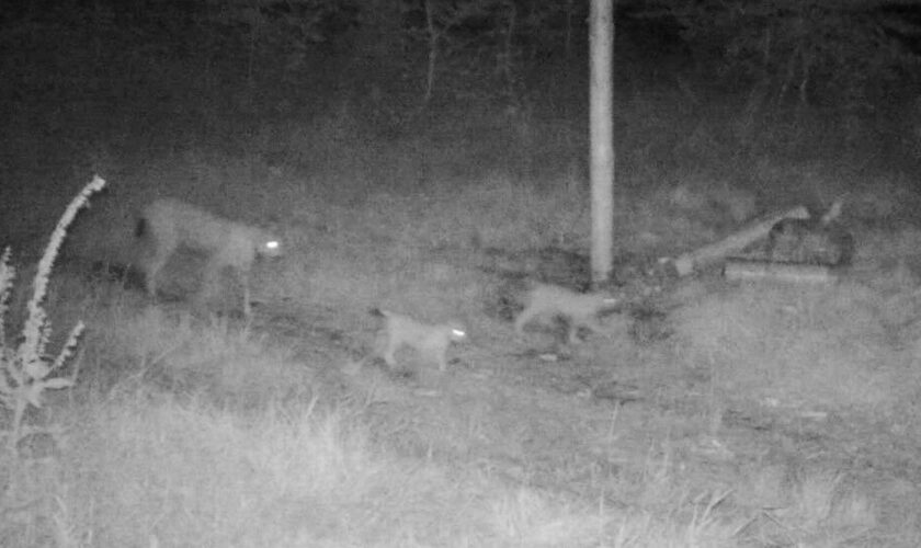 Thüringer Wald: Fotofalle knipst erste Luchsjungen seit 200 Jahren