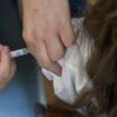 La vaccination contre le papillomavirus au collège reconduite à la rentrée