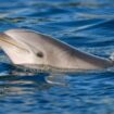 A bottlenose dolphin. File pic: iStock