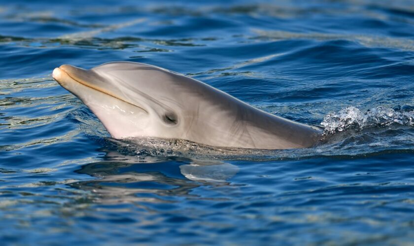 A bottlenose dolphin. File pic: iStock