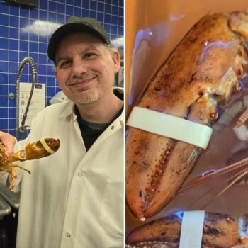 Ultra-rare '1-in-30 million' orange lobster rescued from New York supermarket is released back into wild