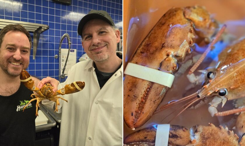 Ultra-rare '1-in-30 million' orange lobster rescued from New York supermarket is released back into wild