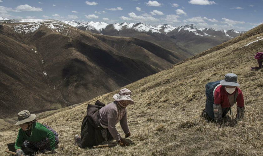 Le champignon le plus cher du monde pousse sur le plateau tibétain et il soigne presque tout