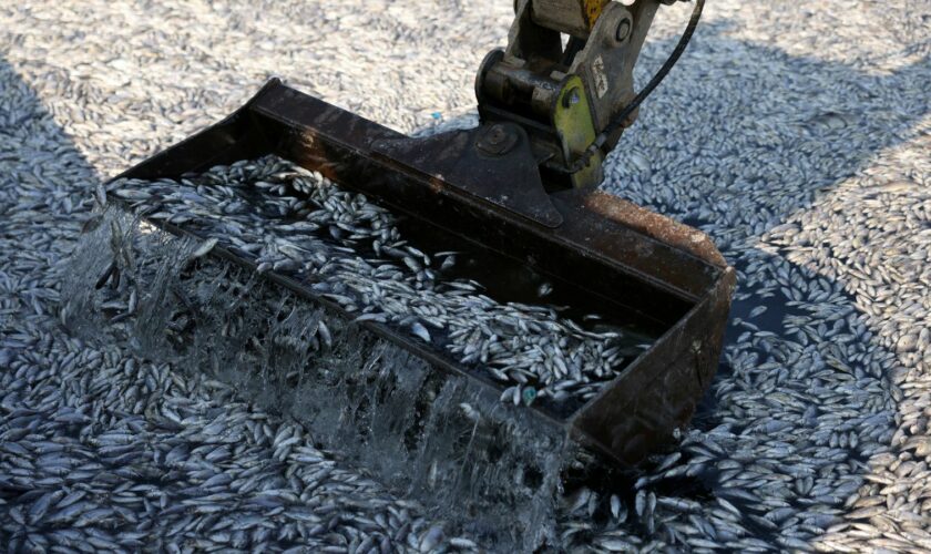 Work remains ongoing to clear the dead fish. Pic: Reuters