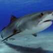 Tiger shark, Galeocerdo cuvier, Tiger Beach, Bahamas (Andre Seale / VWPics via AP Images)