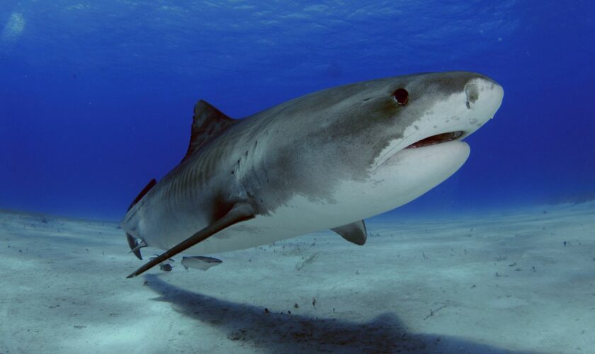 Tiger shark, Galeocerdo cuvier, Tiger Beach, Bahamas (Andre Seale / VWPics via AP Images)