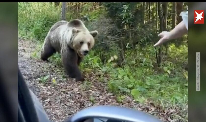 Bärenangriffe in Rumänien: Videoaufnahmen: An Landstraßen bettelnde Bären greifen immer wieder an