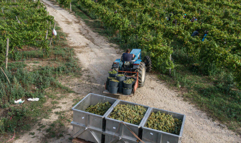 La crise du vin rattrape le Portugal