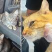 Dozens of cats in Iowa rescued from van amid heat wave after living in 'heartbreaking' conditions