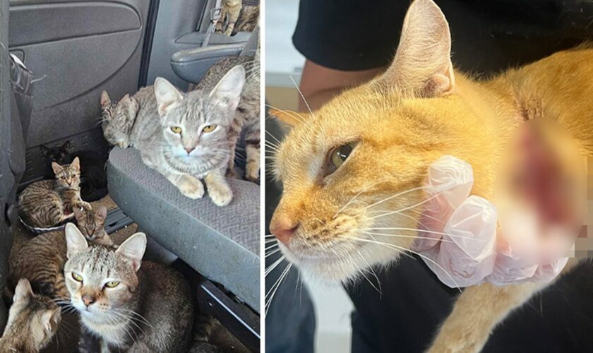 Dozens of cats in Iowa rescued from van amid heat wave after living in 'heartbreaking' conditions