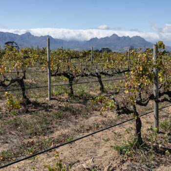 5 things to know about chenin blanc, plus a few recommended bottles