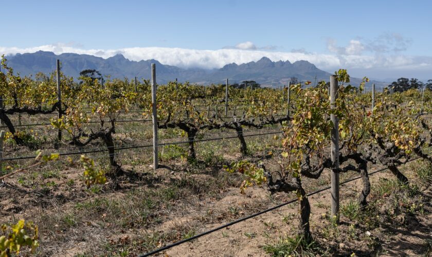 5 things to know about chenin blanc, plus a few recommended bottles