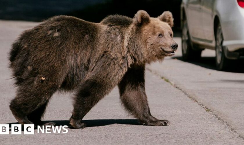 A bear mauled a Romanian teen to death. Will a cull solve the problem?