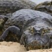 «Accident horrible» en Australie : un père de famille tué lors d’une attaque de crocodile