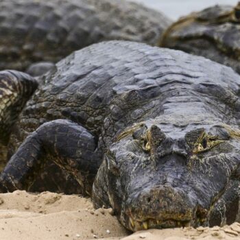 «Accident horrible» en Australie : un père de famille tué lors d’une attaque de crocodile