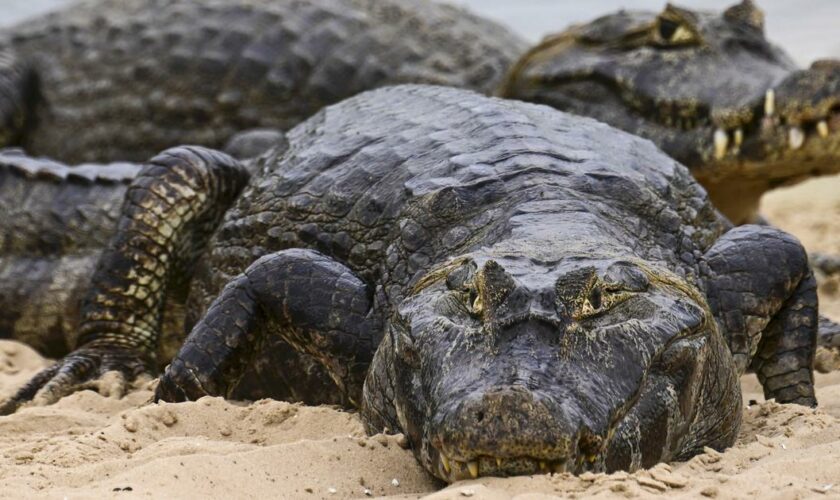 «Accident horrible» en Australie : un père de famille tué lors d’une attaque de crocodile