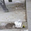 Alertan de la proliferación de ratas en la lago de La Alameda de Talavera de la Reina