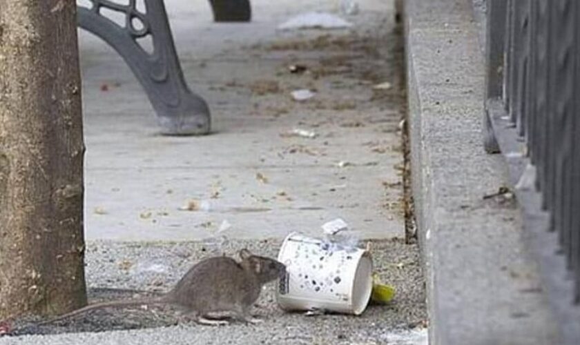 Alertan de la proliferación de ratas en la lago de La Alameda de Talavera de la Reina