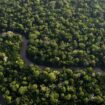 Amazon deforestation rises for the first time in 15 months