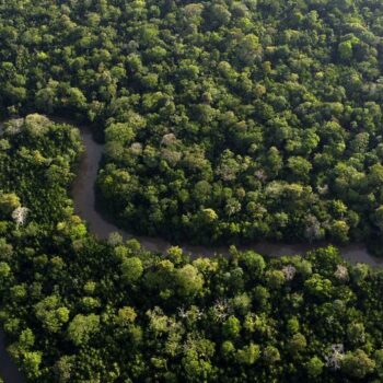 Amazon deforestation rises for the first time in 15 months