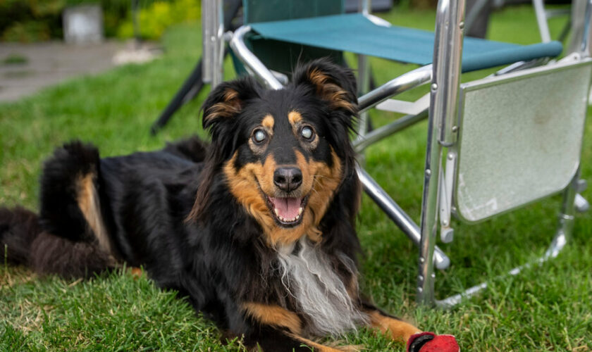 An English Shepherd Dog Went Blind. Now She’s Helping Other Pups Avoid Her Fate.