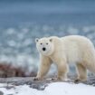 Arctic radar station worker killed by two polar bears in horrifying attack