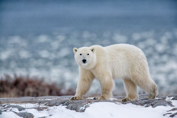 Arctic radar station worker killed by two polar bears in horrifying attack