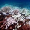 Australia: Great Barrier Reef waters warmest in 400 years