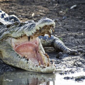 Australia: Human remains found in croc after fatal attack