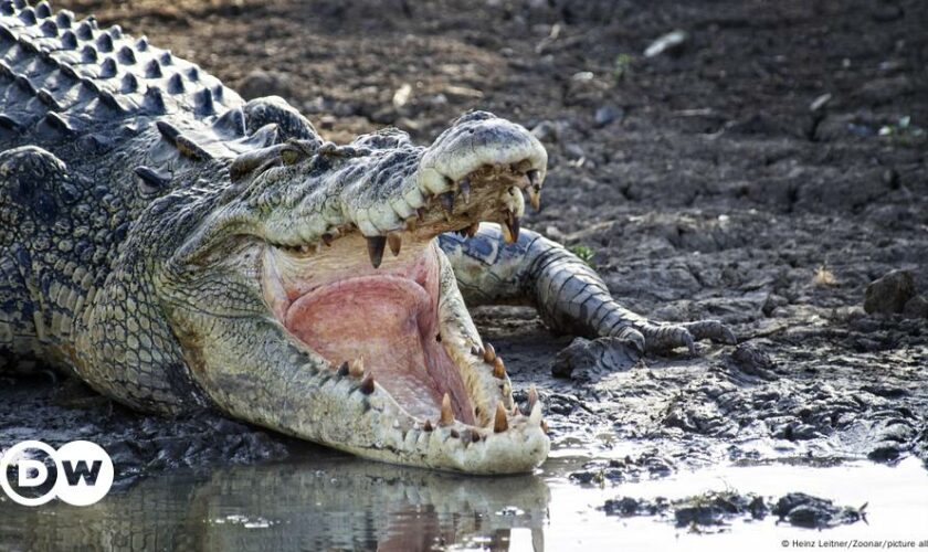 Australia: Human remains found in croc after fatal attack