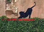 Banksy unveils his SIXTH artwork in as many days: Silhouette of a cat scratching at a billboard appears in north London