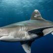 Bélize : une jeune Américaine de 15 ans perd une jambe après une attaque de requin