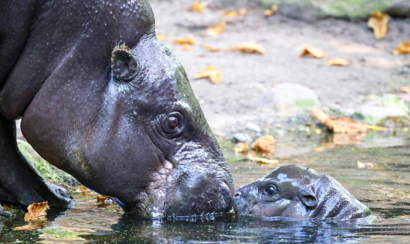 Berliner Zoo: Happy Hippo – Baby-Nilpferd Toni erobert die Besucherherzen im Sturm